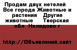 Продам двух нетелей - Все города Животные и растения » Другие животные   . Тверская обл.,Нелидово г.